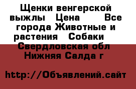 Щенки венгерской выжлы › Цена ­ 1 - Все города Животные и растения » Собаки   . Свердловская обл.,Нижняя Салда г.